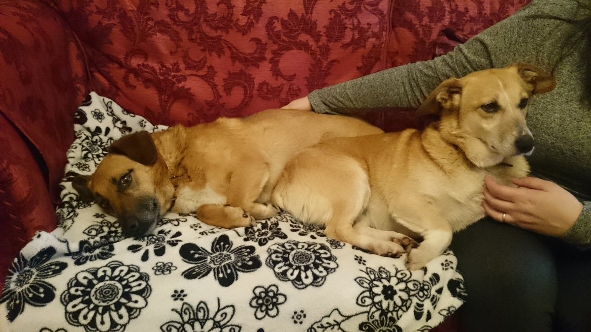 Two dogs found in Cork last Thursday
Anybody recognise them?