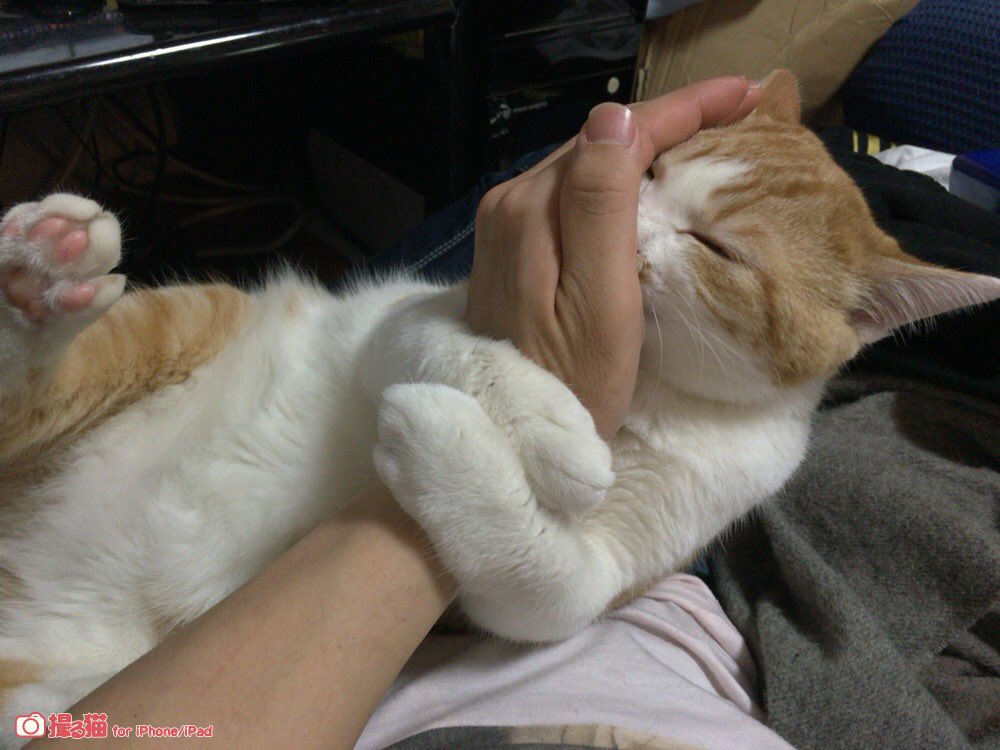TBS_LenOfficial's tweet photo. 暴れた後の甘えモード…
どんだけ怪我しようとヤンチャなぶんには構わない。元気な証拠。
去勢したら大人しくなるんだって？
小さい頃からずーっとヤンチャだったし、なんだかそれも寂しくなるような気もするな。
去勢のメリットもわかるけどさ。 https://t.co/5XcmThr05L