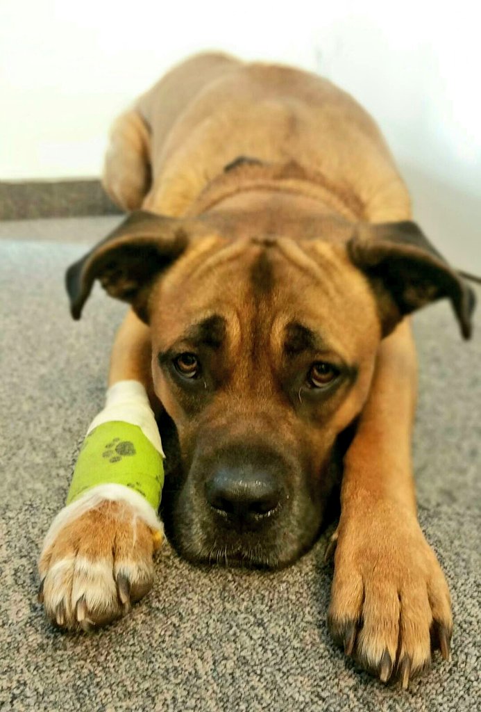 Unser Kanzleivorsteher ist heute nur bedingt einsatzbereit 😷😔
