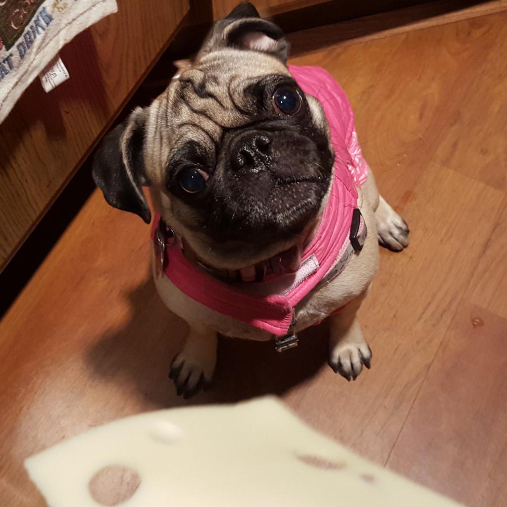 feelinfeisty's tweet photo. "That moment when you know your diet isn't going anywhere this week." -Feisty

#pug #pugs #puglife #pugsnotdrugs https://t.co/lwgBdFP3mk