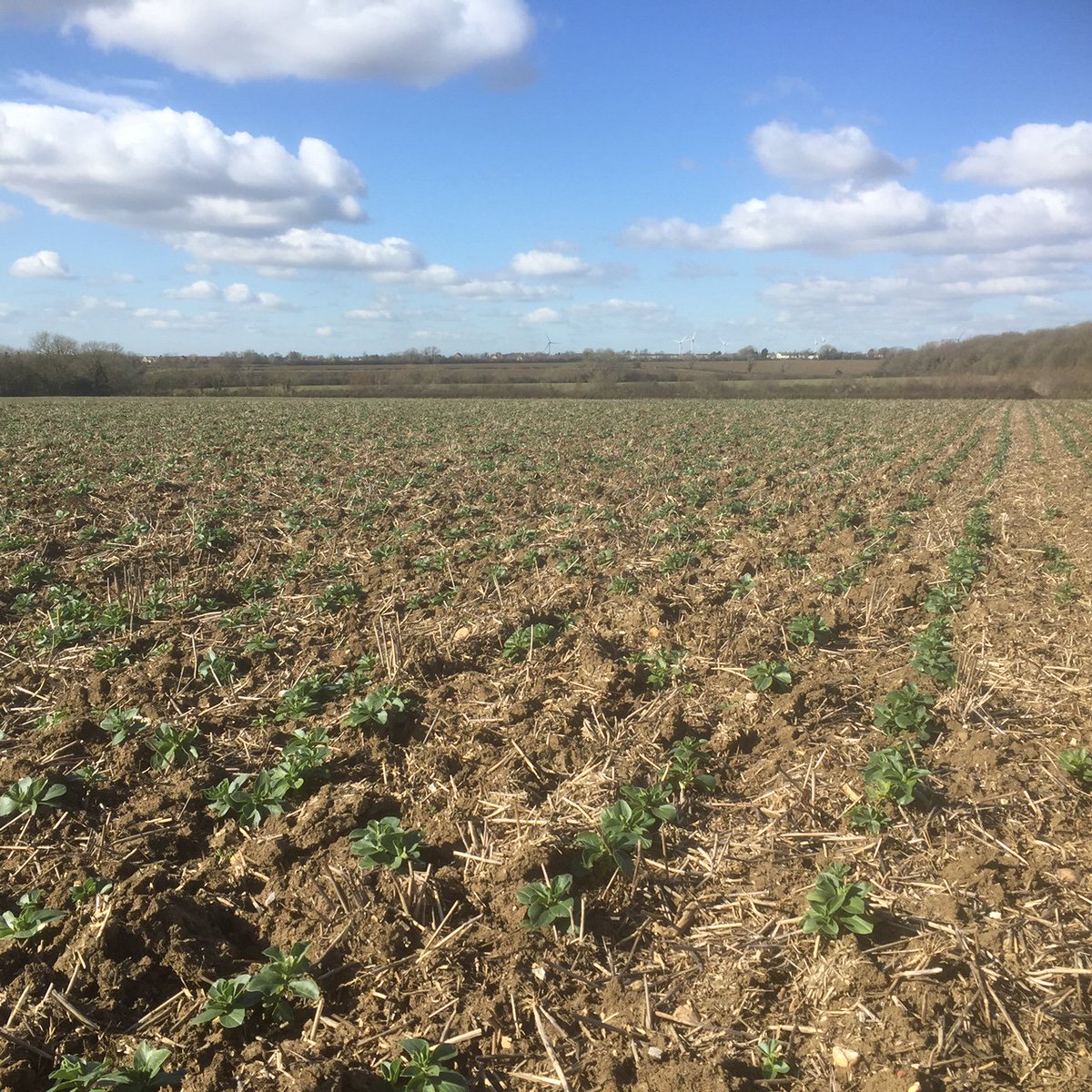 Wherry Pulses tweet media