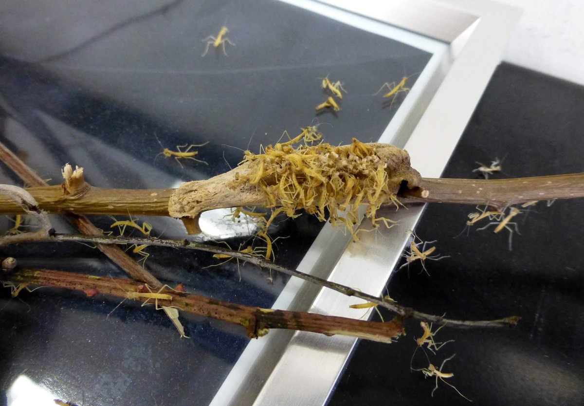 BugAddiction's tweet image. Ooops. Forgot about the mantid egg case in my office until they hatched today! More @ m.facebook.com/BugAddictionCo…