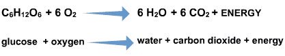 ogabiology's tweet image. B2: The word and symbol equations for respiration #learnthem