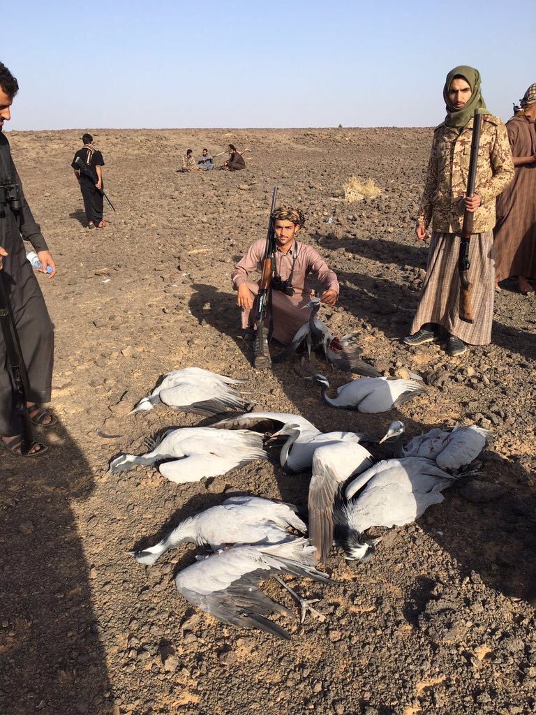 صيد الكرك اليوم جنوب حائل العدد ٩