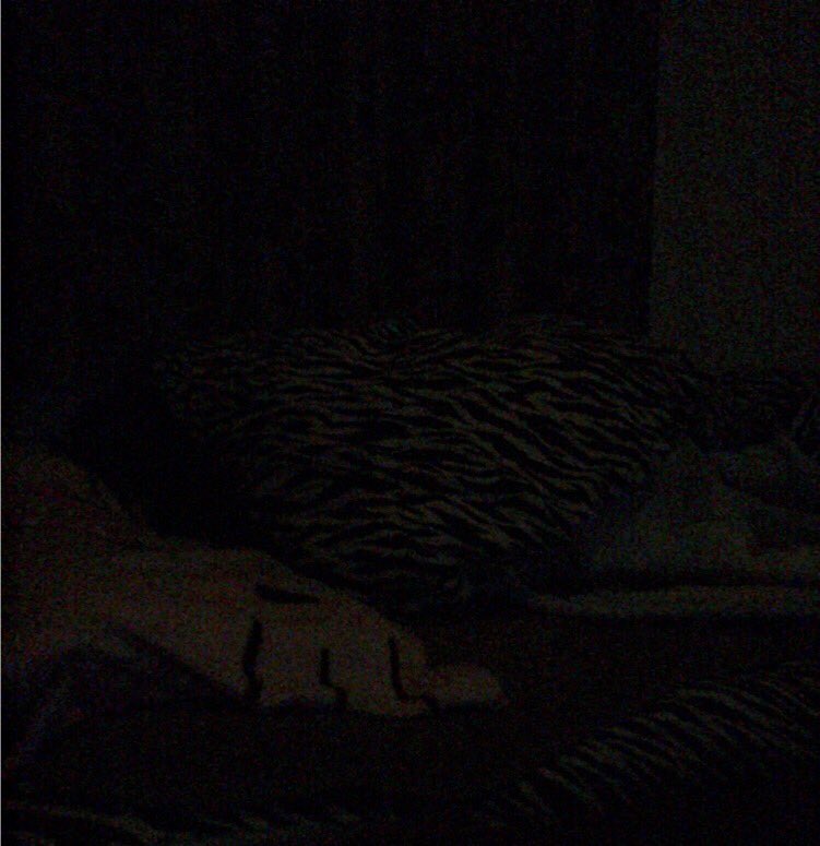 sqchyon's tweet photo. 散歩いい運動やったな〜
ほんでふっつーに爆睡しとる💤
HERO見たい言うたん誰ですか...笑
ありぺいぺいぺーーーい(￣Д￣)ﾉ https://t.co/KdDWAwwzfb