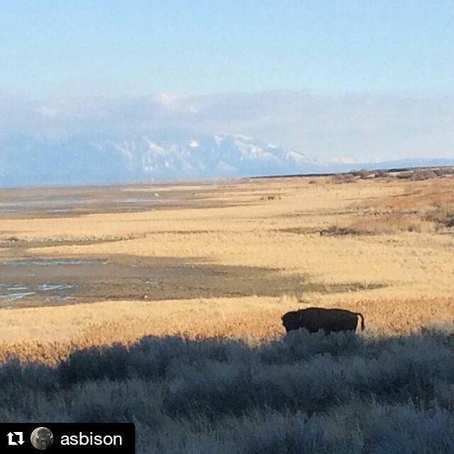 BUASB's tweet photo. Antelope island, UT | #ASBwild https://t.co/QgvUO66wFo