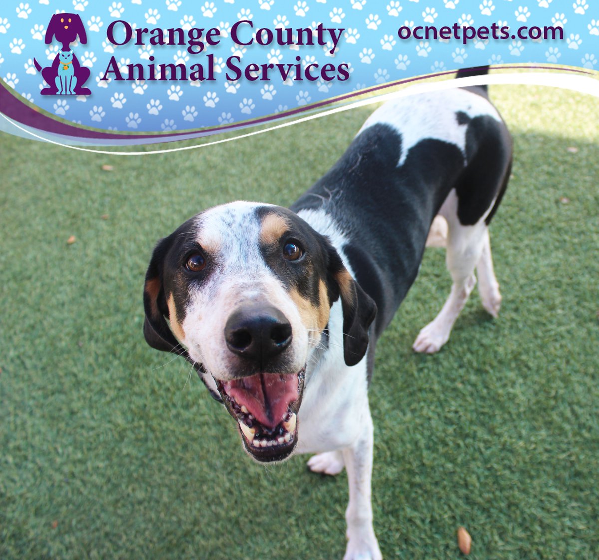 OCAS_Orlando's tweet image. Swamper (A343061) is in need of a running partner. #energeticdog #active #orlandorunners
