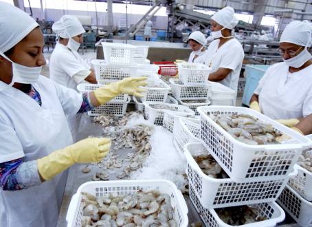 EmbajadaEcuUSA's tweet photo. #Didyouknow #Ecuador has the world's first organic-certified #shrimp farm, still in operation? #SENA2016 https://t.co/GP0SA96YMX