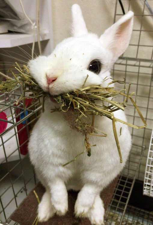 何この可愛い生き物