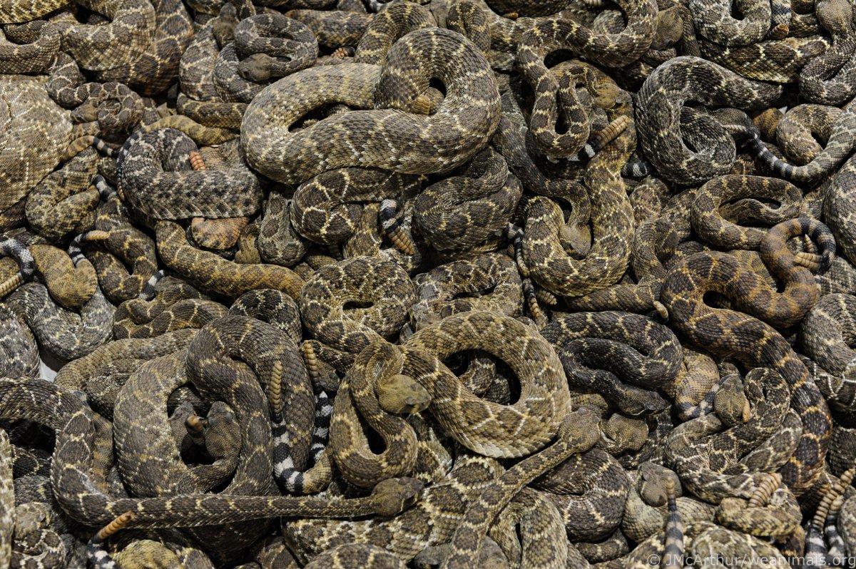 SnakeAdvocate's tweet photo. It's time to #StopSnakeSlaughter at rattlesnake roundups! Find out more: https://t.co/pncTWZTYid https://t.co/oaBPI22o1b
