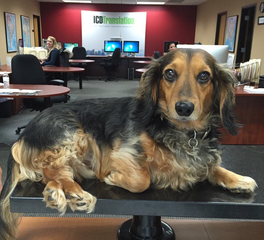 icdtranslation's tweet photo. We love our Leo. #wiener #badgerhunter #translate
https://t.co/P5JIJNMjdQ https://t.co/EZ74GR3kwV