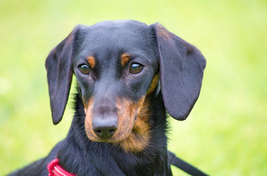 SolihullPhotog's tweet photo. New photo on 500px : Sausage Dog #photography #image https://t.co/lPAtKubnKl