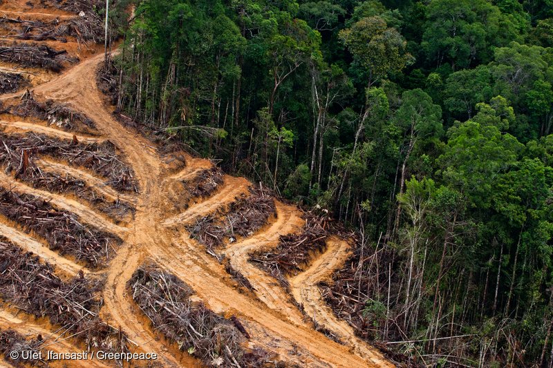 greenpeaceusa's tweet photo. Beauty Product Companies Causing #Deforestation? -by @BethEveNYC: https://t.co/XitLHxQrS3 #beautysupplies https://t.co/uUHUtROvse