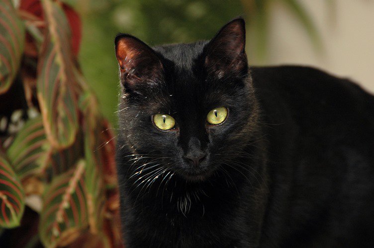 nwinograd's tweet image. Cat deaths drop in Alb, NM: goo.gl/gdQURT and Johnson City, IN: goo.gl/VDGVkK thanks to TNR.