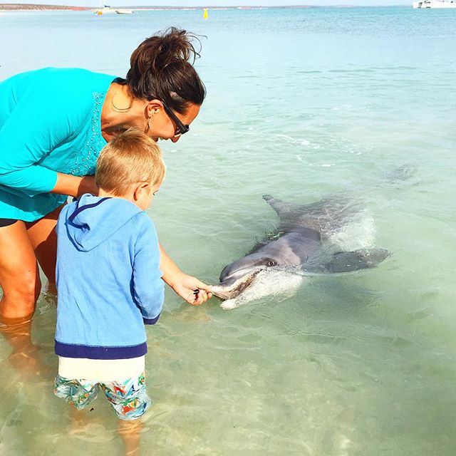 Join these cuties for breakfast when they visit the shores daily at Monkey Mia on @thecoralcoast Pic: carlaboyle/IG
