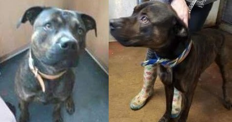 RHU_UK's tweet photo. MISSING rescue #dog #Doncaster - "NEED EYES AND SHARES...PLEASE HELP!!!" https://t.co/YdsPn8EVOV https://t.co/XUMafcjqNt