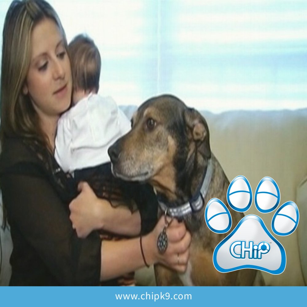 MeetCHiPK9's tweet photo. Put your paws together for Duke, the adopted dog that saved an infant child. CHiP approves! https://t.co/raMBsM2euB https://t.co/bRJimHRjiI
