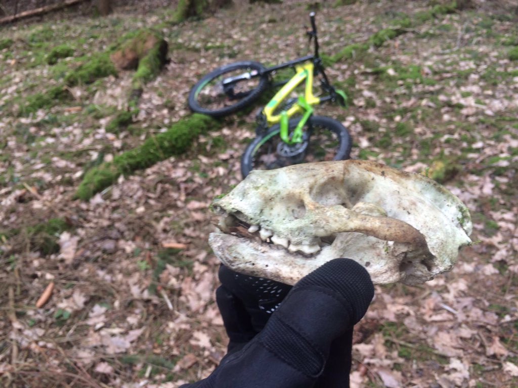 urr44's tweet photo. Almost rode over that badger skull. Fully intact tho. Found it about a week ago in the forest https://t.co/taoLODaUHl