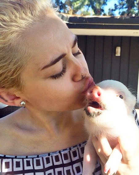 chooseonemiley's tweet photo. Choose one photo #piggy #bubbasue https://t.co/GKZYjlUuzq