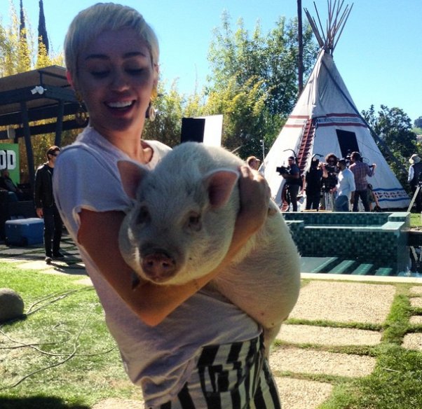 chooseonemiley's tweet photo. Choose one photo #piggy #bubbasue https://t.co/GKZYjlUuzq