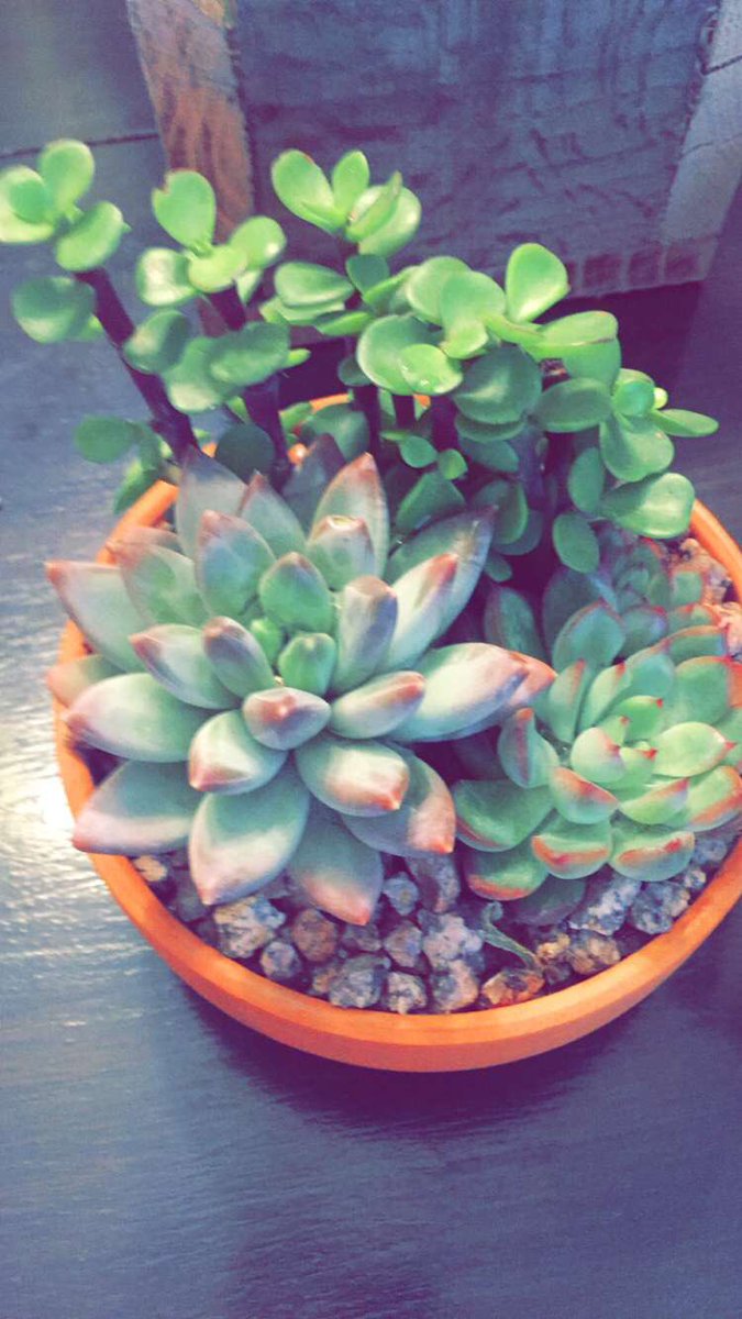 ltfitness92's tweet photo. @MarissaLace bought some succulents the other day 🙌🏼💗 https://t.co/SH5o04b3lv