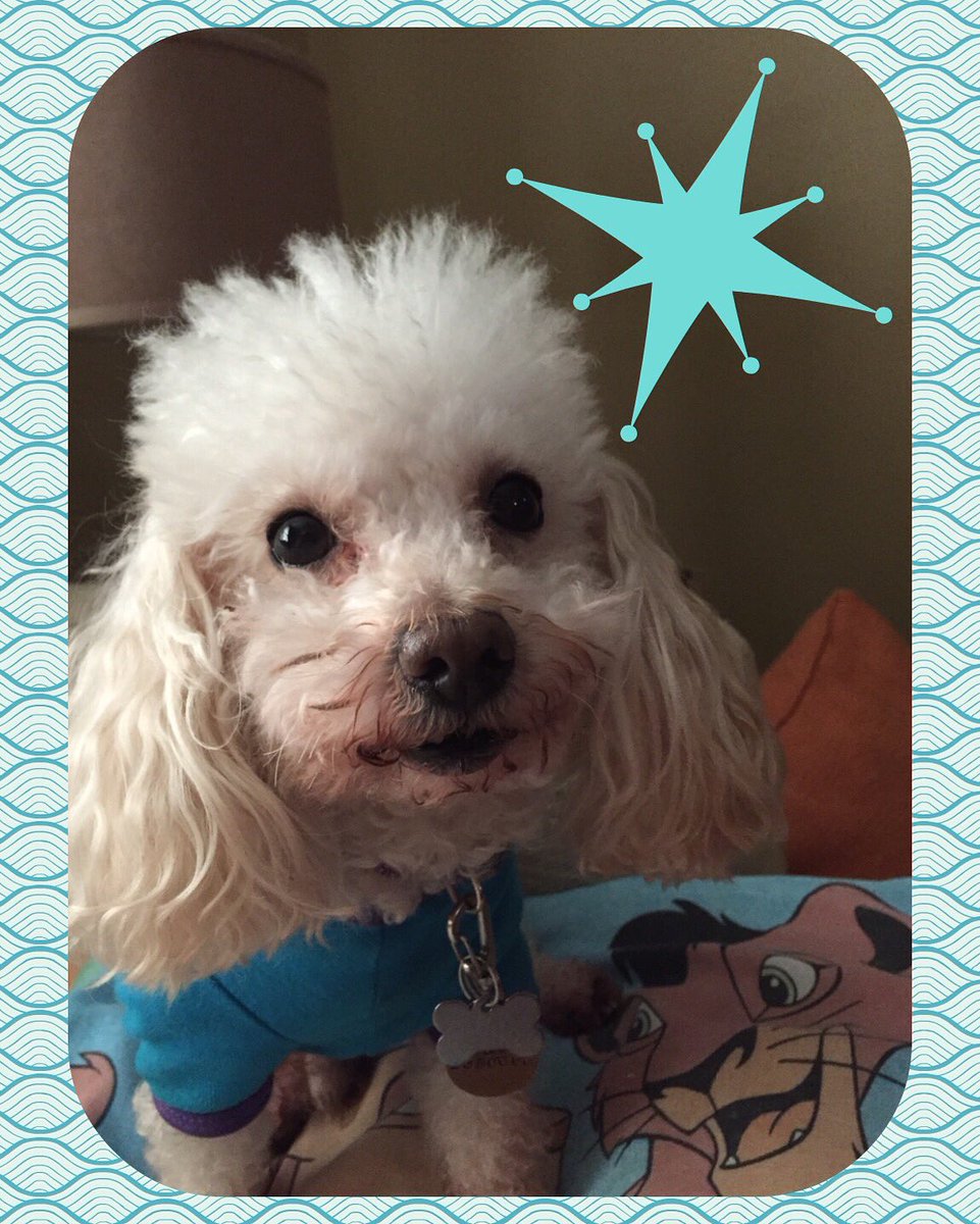 CourtneyAnnBol1's tweet photo. He is my #1 STAR!!! #lifeofMax #rescuepup #mamasboy #hehasmyheart💗 #heleavespawprintsonmyheart🐾❤️ #befunkyapp https://t.co/rPR6fWzvLE