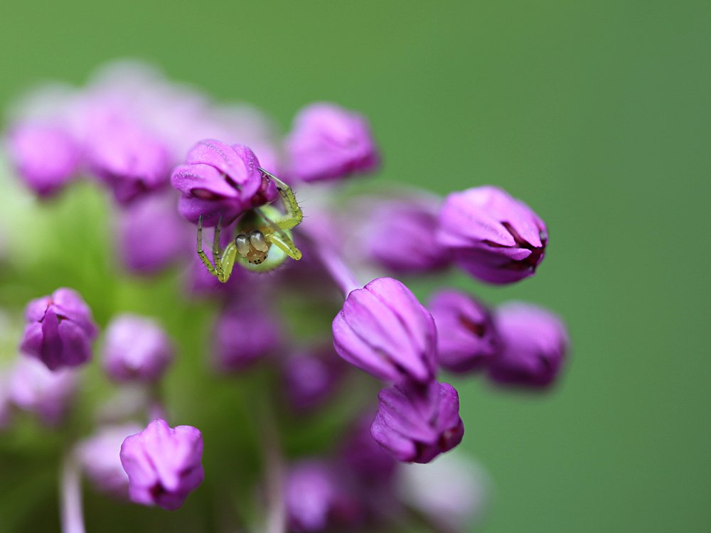 PhotosMarx's tweet photo. #Kürbisspinne auf #Zierlauch #Alluim #Spinne #lauch #blumen #blüten #macro https://t.co/TQ6nhqq8md