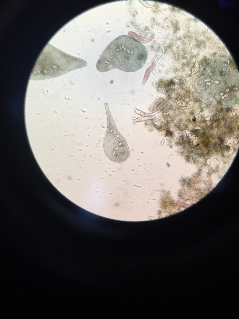 msstern_lhs's tweet photo. Protist Preview! @msball_lhs https://t.co/SsnCqx4u2L