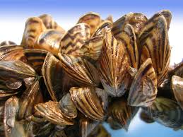 markrg32's tweet photo. Management of invasive species largely comes down to economics. #bsuhdwild
https://t.co/AR9uM6aiOI https://t.co/6PMmrvO8RS