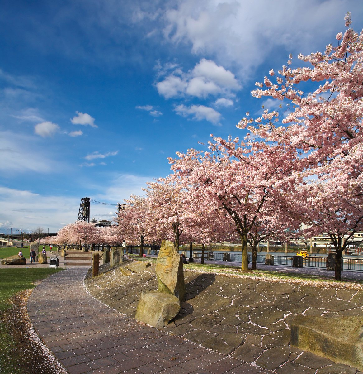 PoMoMagazine's tweet photo. Forget whatever the calendar says—when the cherry blossoms pop, it’s spring. https://t.co/o3W1mkk0D4 https://t.co/wkuLeBF8sZ