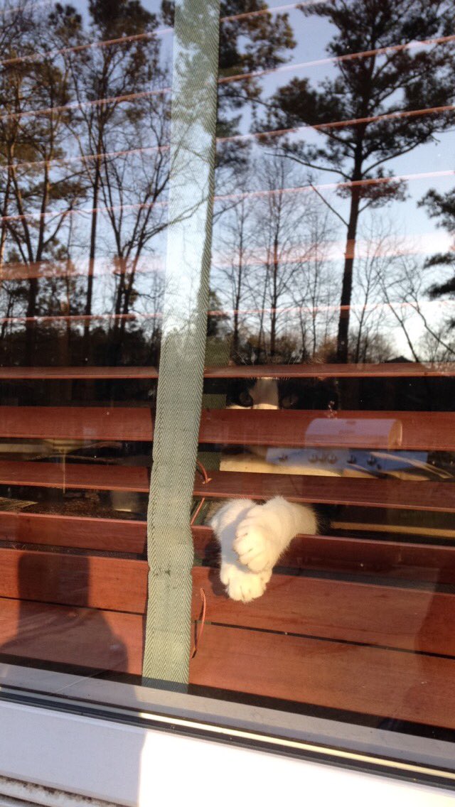 GingerOhSnaps's tweet photo. Doomy being freaking adorable! #pawprop https://t.co/iccf4iwxbG