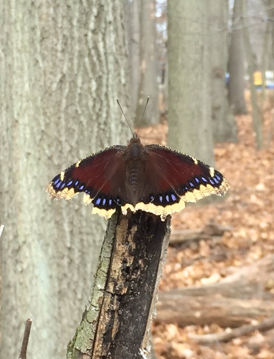 BugAddiction's tweet image. My first butterfly of the year! A Mourning Cloak! m.facebook.com/BugAddictionCo… #butterflies #nature #iphonephoto