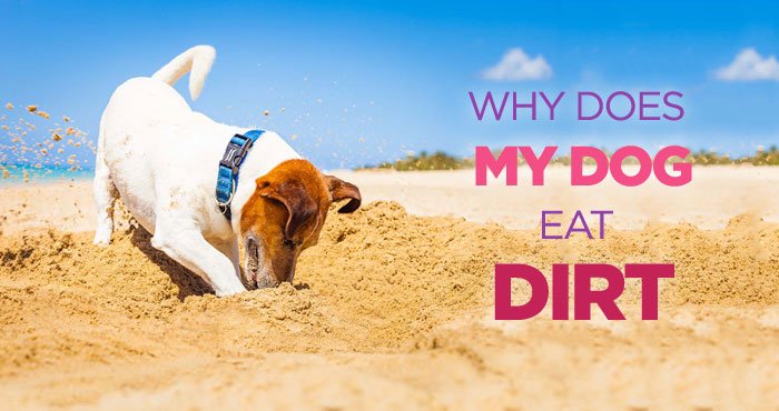 PeanutPaws1's tweet photo. Why Do #Dogs Eat Dirt: Nutritional Deficiency Could Be The Cause https://t.co/vbxxL4yAYZ

#puppies #pets #health https://t.co/PBCEK443z1