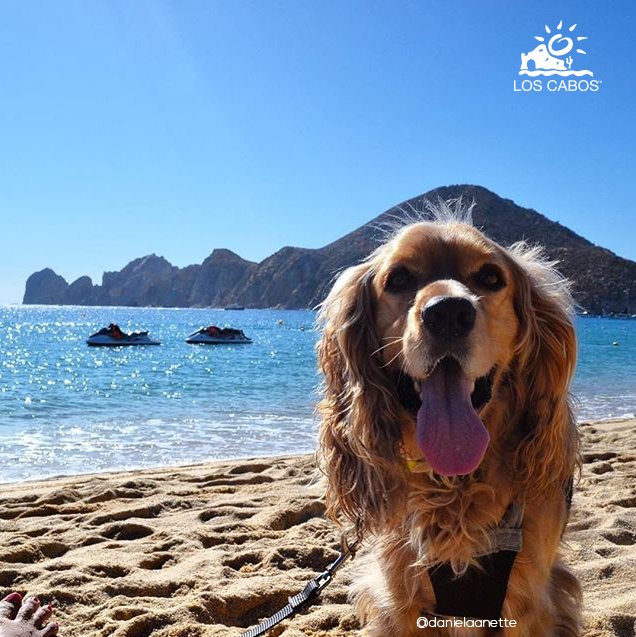 LosCabosTourism's tweet photo. Our furry friends also have fun in #Cabo! 🐶 https://t.co/4eCMpJFx0a https://t.co/FwP1x8SVhC