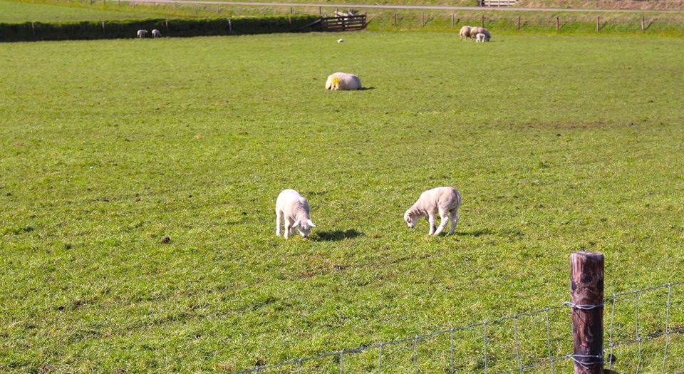 Leuke tijd om op Texel te zijn! hoteltesselhof.com