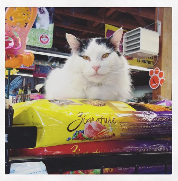 This is Spike sitting on the tasty (and apparently comfy) bag of turkey <a href="/ZignatureDog/">Zignature</a> at Shar-Kare in Ladysmith BC!