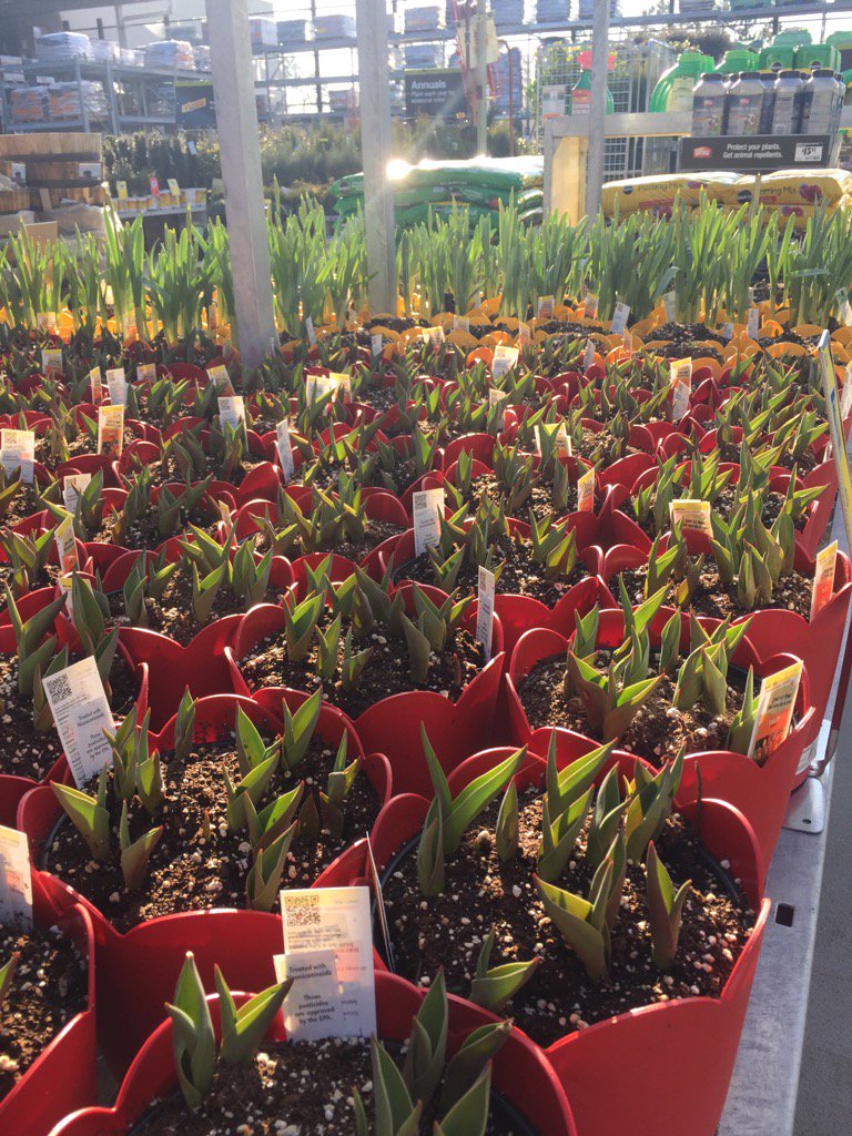 We are ready for spring!! #1109
<a href="/johnson_sly/">Sylvester JohnsonTHD</a>