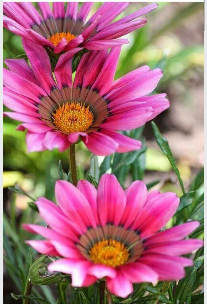 Nataliaperini's tweet photo. Feliz dia Internacional da mulher , para todas as mulheres do mundo !!! https://t.co/oSiZgEgIrs