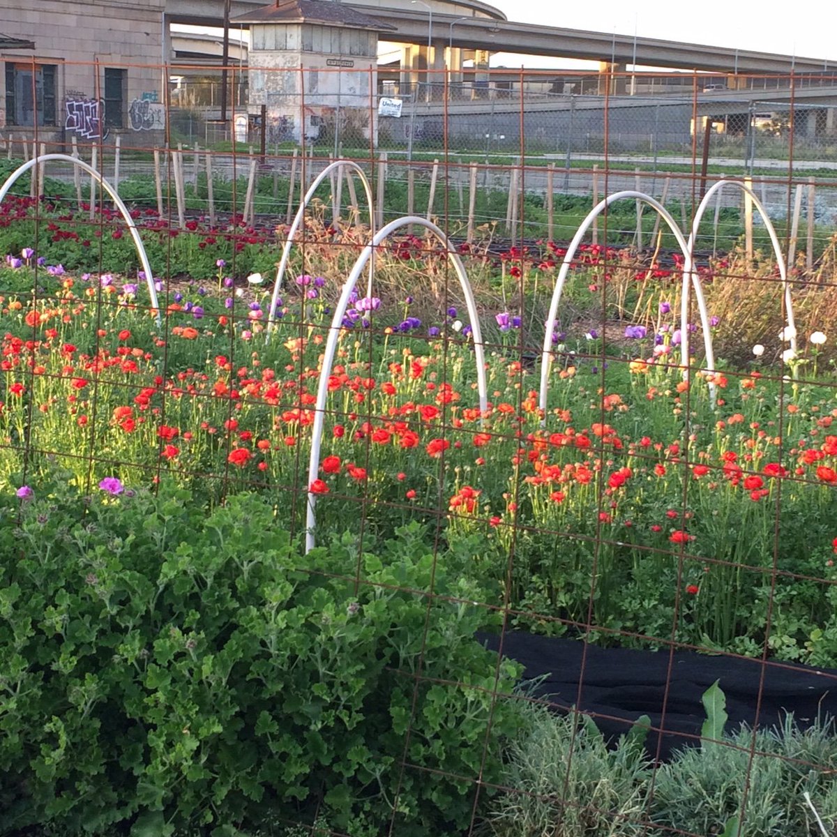 Flowers are in bloom at the 16th Street Station. Thank you Wow Farm