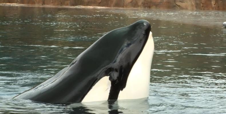 dodo's tweet photo. .@SeaWorld’s most famous whale is dying. https://t.co/UbED28CHox https://t.co/lgaGr1taP8
