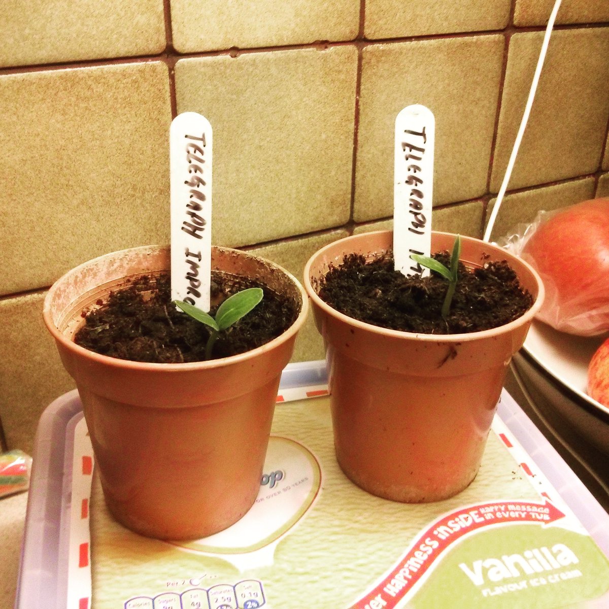 First cucumber plants out of the propagator this season after just over a week