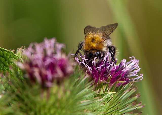 CascadeMinerals's tweet photo. Protect pollinators; use all-natural Cascade Minerals instead of synthetics. #HealthSoil #RockDust https://t.co/DKZed2Lo8x
