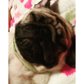 Joy_PhotoCam's tweet photo. sonin 🐶 #aldo #pug #sodorme https://t.co/HW5F8IEWxS https://t.co/zzDPFSw8az