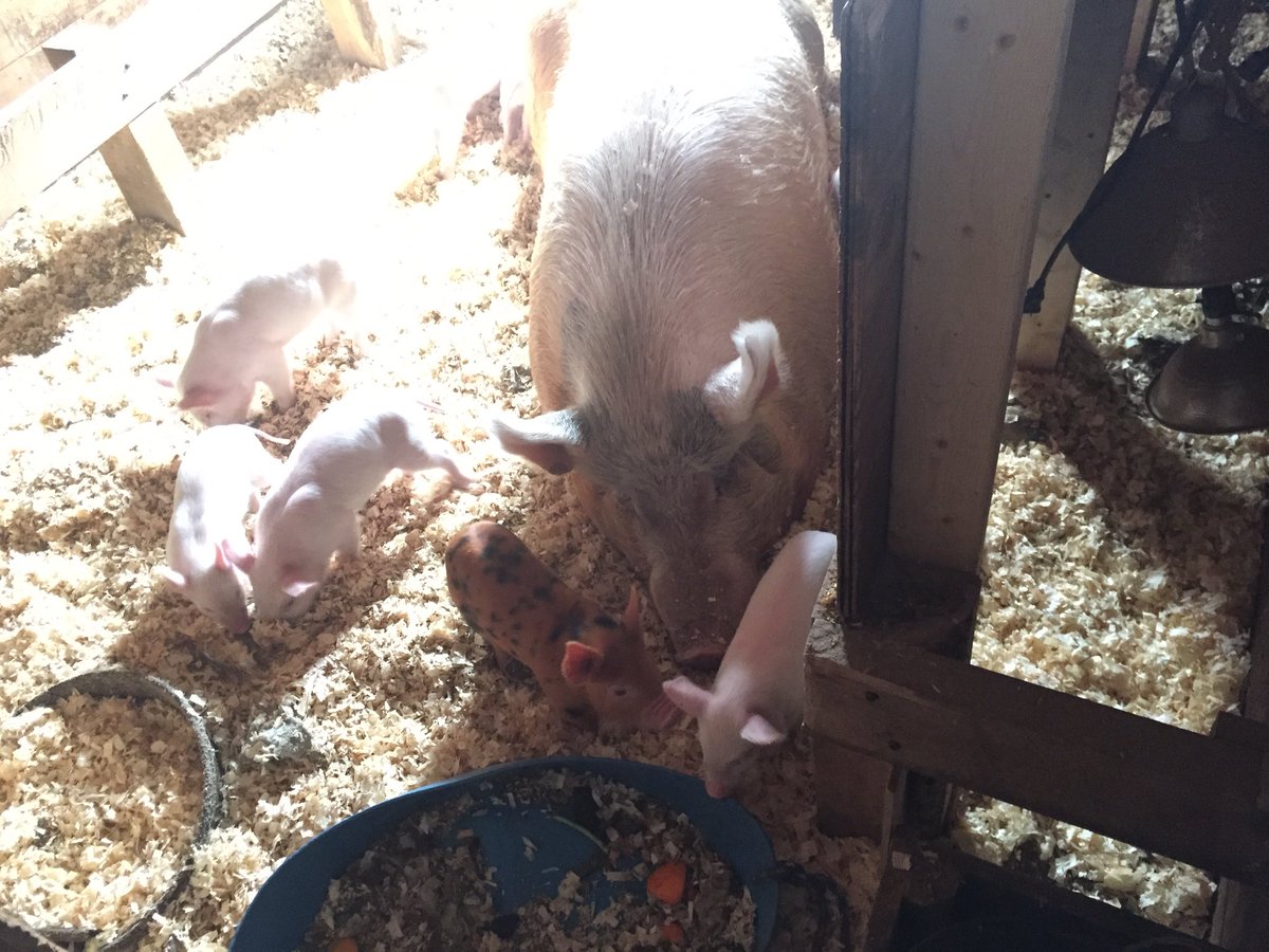 Last week we went to see the baby pigs at the farm!