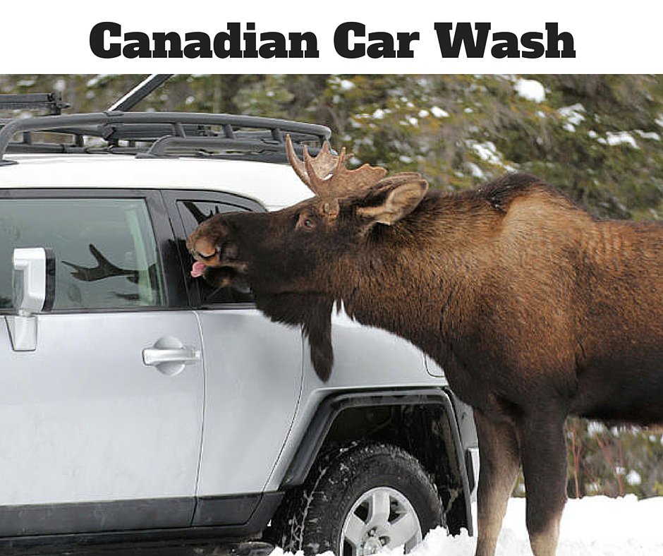 дикие животные машина. сезонная миграция лосей. олень на дороге. лосенок на дороге. рога лося.