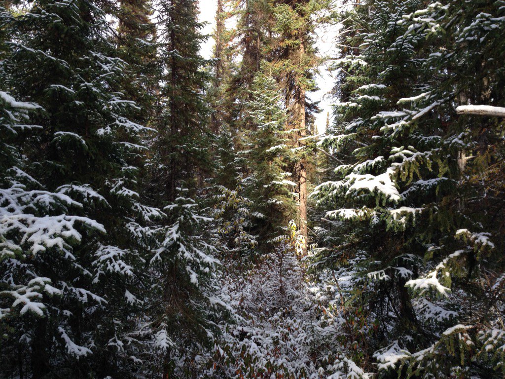 Boreal_Nick's tweet photo. Forêt #Broadback: des Cris du Québec veulent s'inspirer de la C.-B. https://t.co/cv8QUROLSt #SavetheBroadback https://t.co/K02bAnpwzz