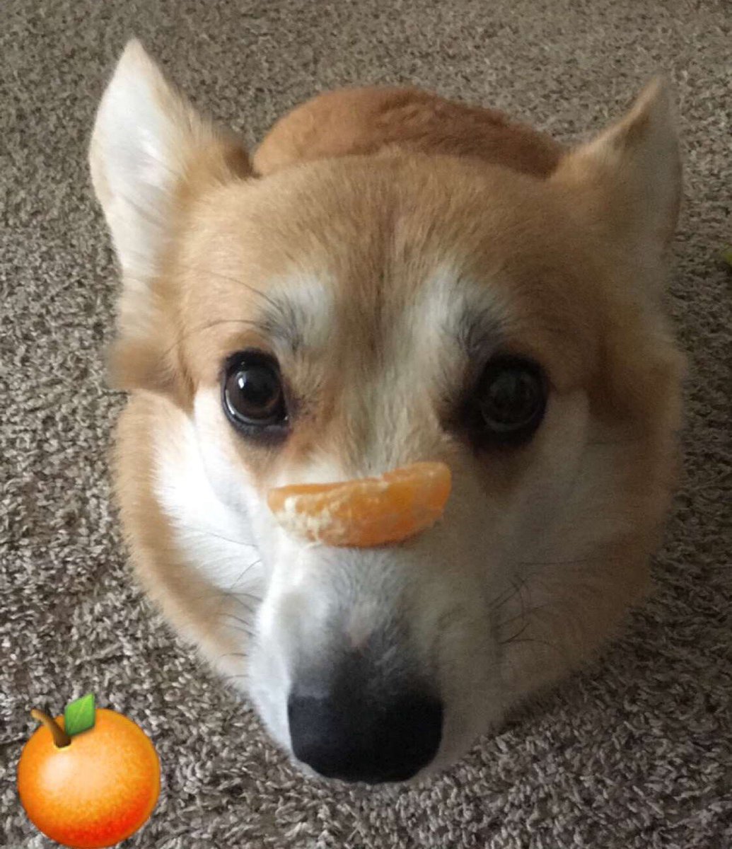 LiloTheCorgi's tweet photo. Can I haz orange now pls woof! #corgi https://t.co/Oc266r8T7D