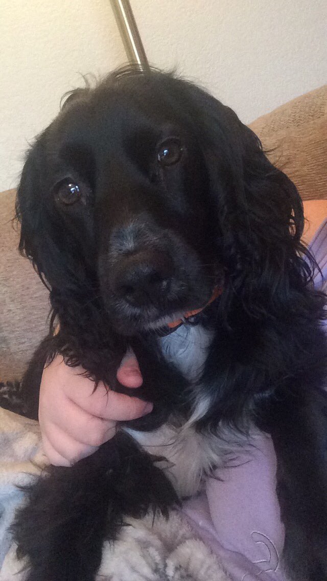 stephjoy26's tweet image. This little cutie keeps me going through a boring day! (Which is most) #unemployedstruggles #alwaysbored #lovemydog