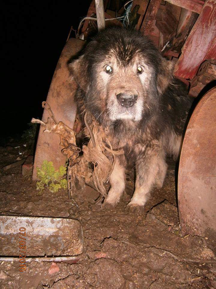 forgotten_paws's tweet photo. Help raise funds for sarko, just rescued #hungry #rescuedogs #CharityTuesday 
https://t.co/IbGmaqHUzW https://t.co/Fy6Nb7KNAY