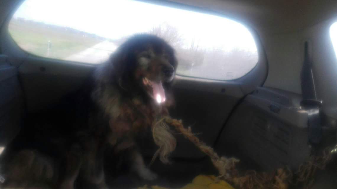 forgotten_paws's tweet photo. Help raise funds for sarko, just rescued #hungry #rescuedogs #CharityTuesday 
https://t.co/IbGmaqHUzW https://t.co/Fy6Nb7KNAY